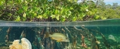 26 июля - Международный день сохранения мангровых экосистем