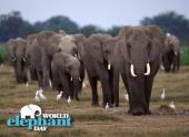 12 августа - Всемирный день слонов