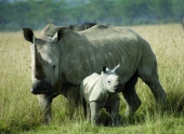22 сентября - Всемирный день носорога