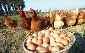 Εγχώρια κοτόπουλα και αυγά