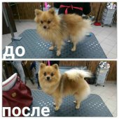 Качественно подстригу вашего домашнего любимца на дому